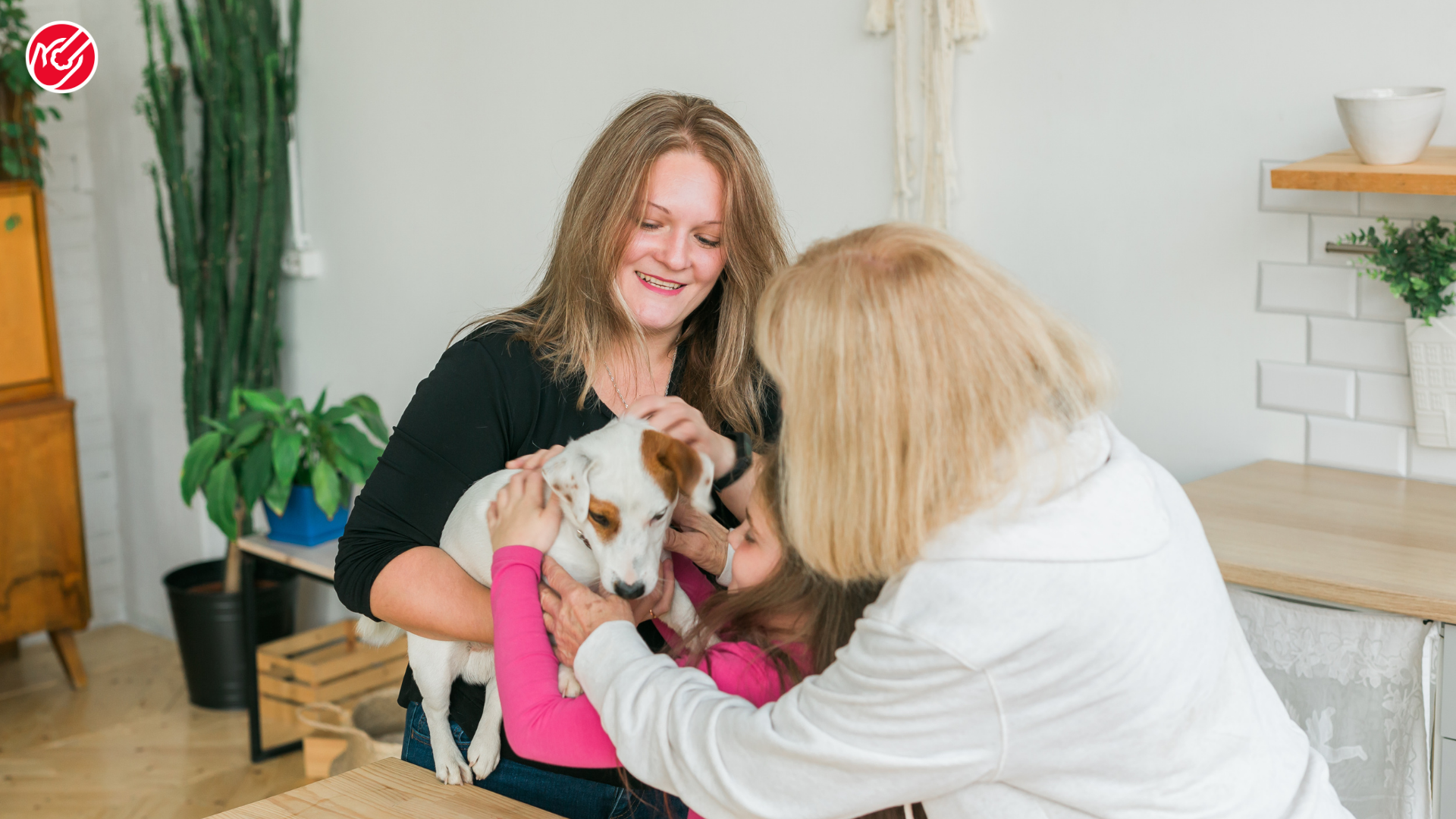10 Common Health Problems in Senior Dogs – Complete Care Guide for Pet Parents