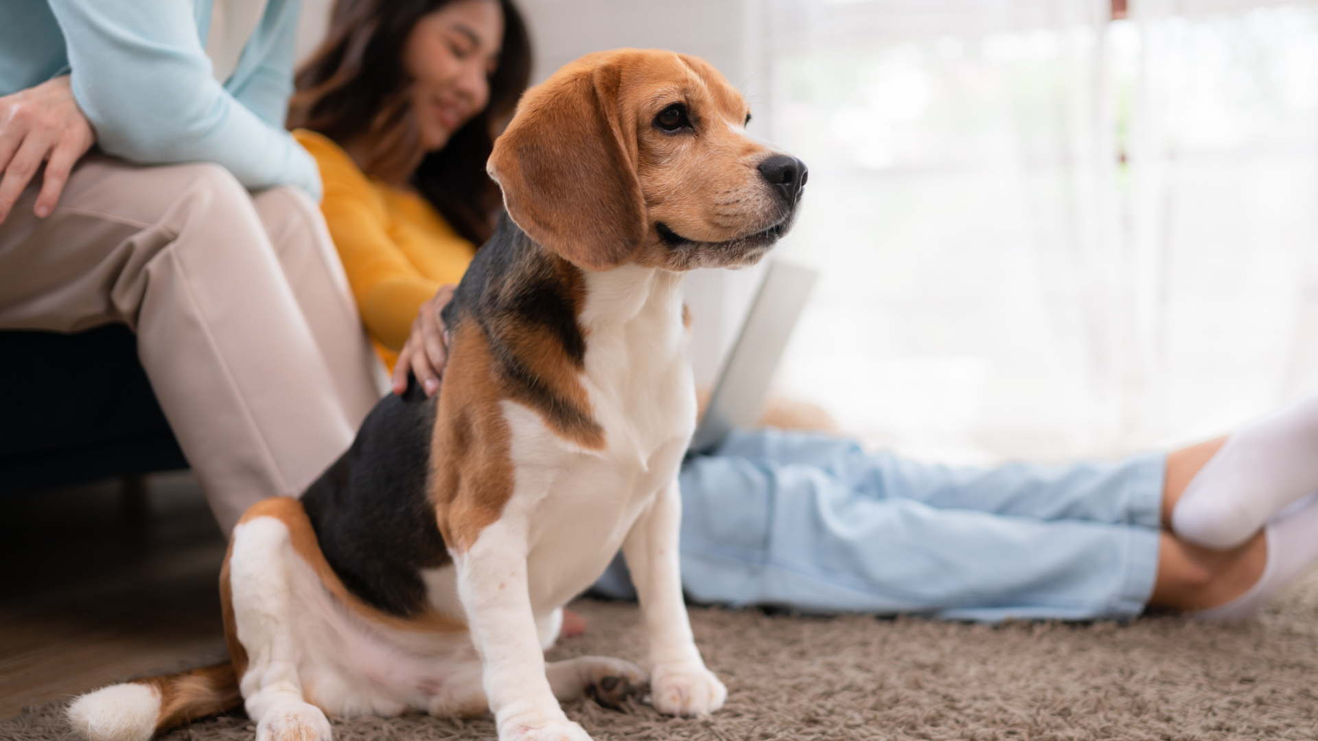 Why Disposable Dog Diapers Are the Healthier, More Hygienic Choice for Your Pup