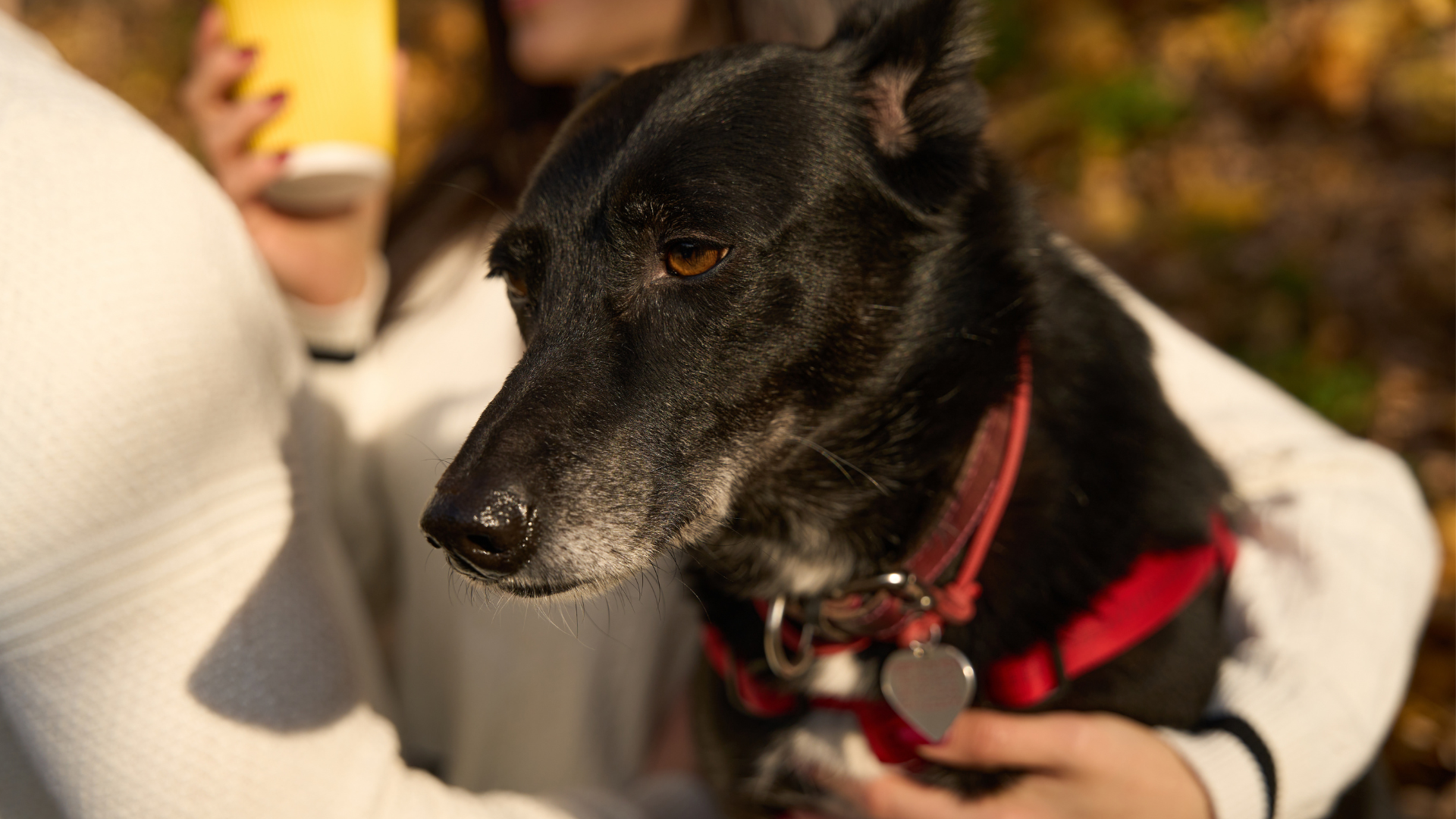 How to Care for Senior Dogs: Common Health Issues & Solutions