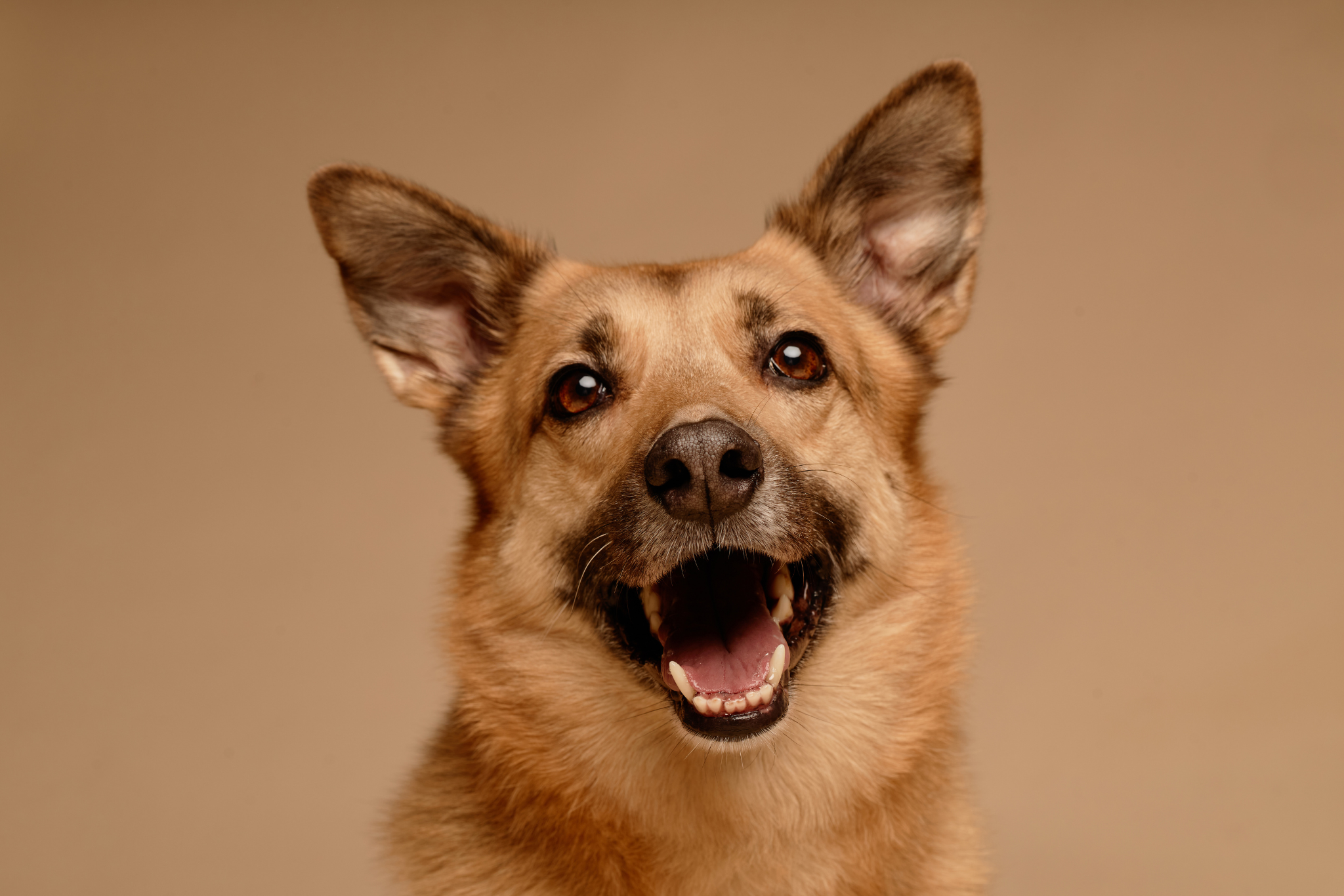 Caring for Your Dog’s Teeth: The Key to Longevity and Overall Health