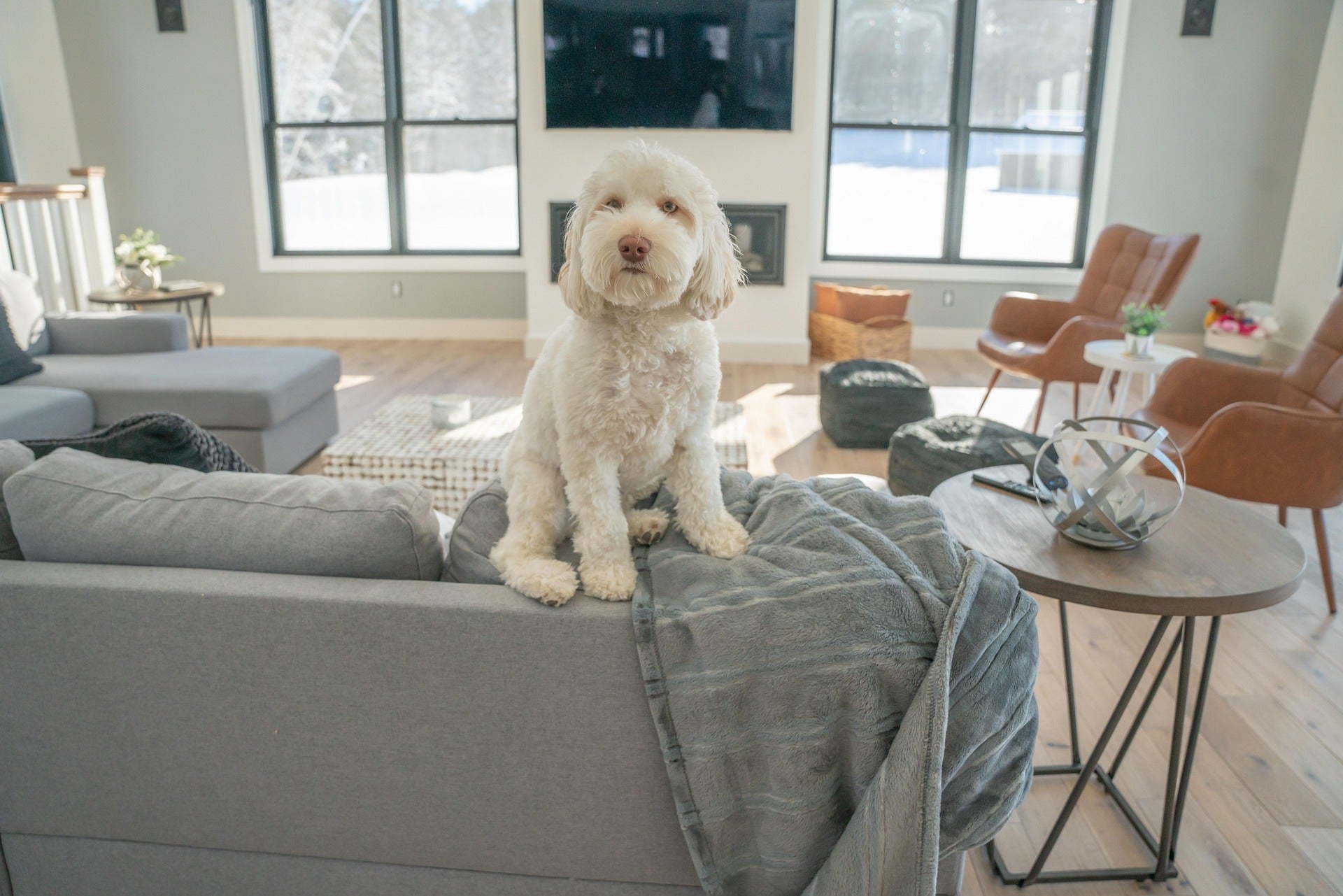 Managing Multiple Dogs Indoors: 5 Powerful Harmony Tips