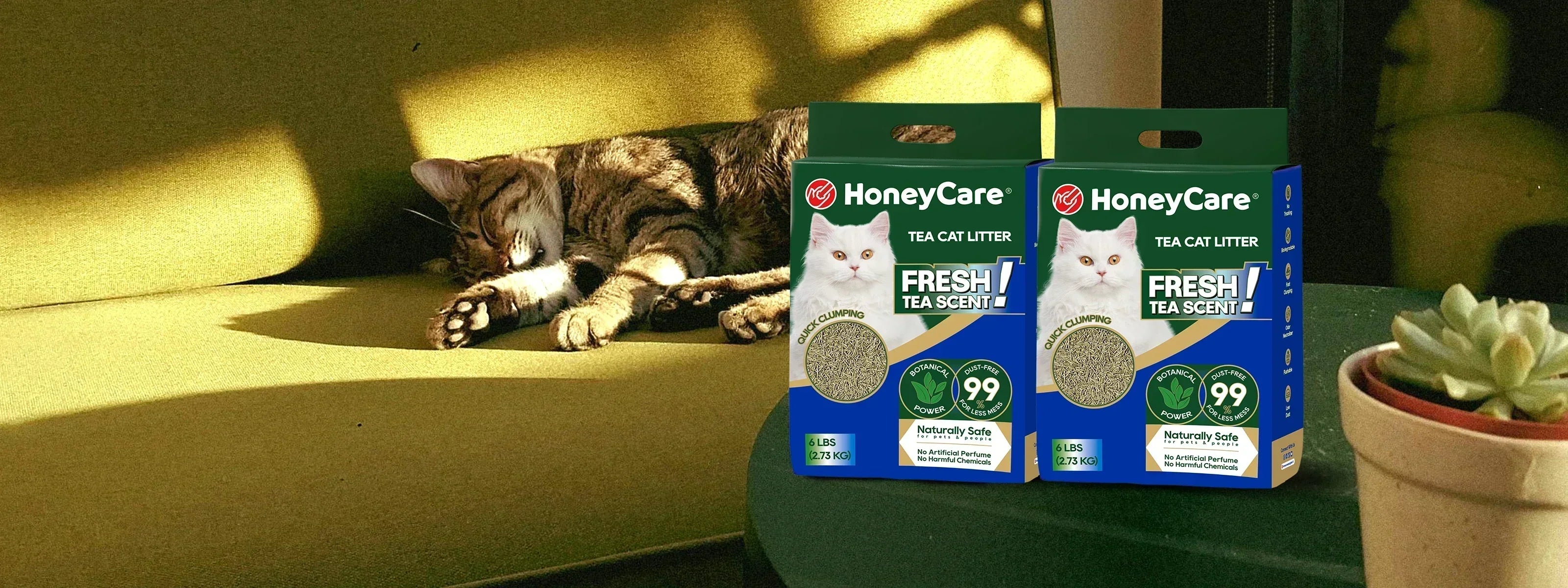 Summer Cat Safety & Travel Tips: Keep Your Cat Happy, Healthy, and Fresh on the Go