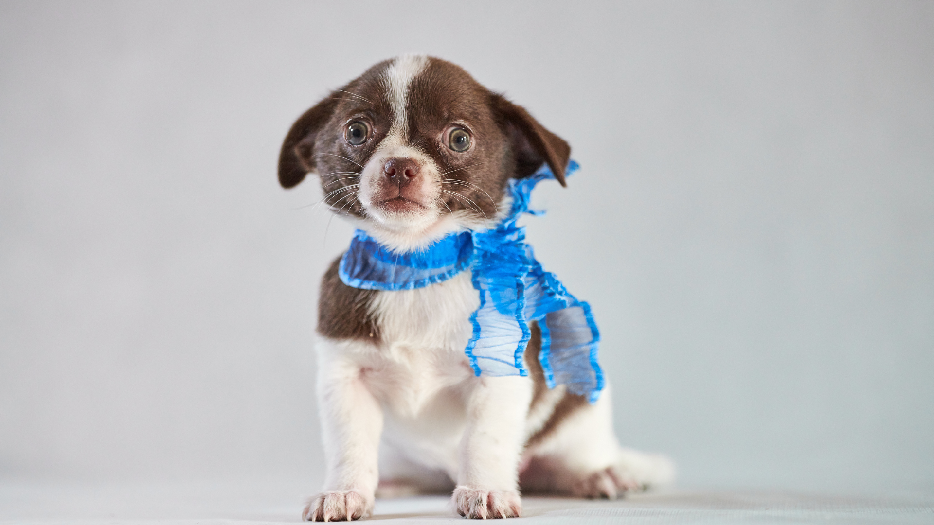 Puppy’s First Week at Home: The Ultimate Survival Guide for New Dog Parents