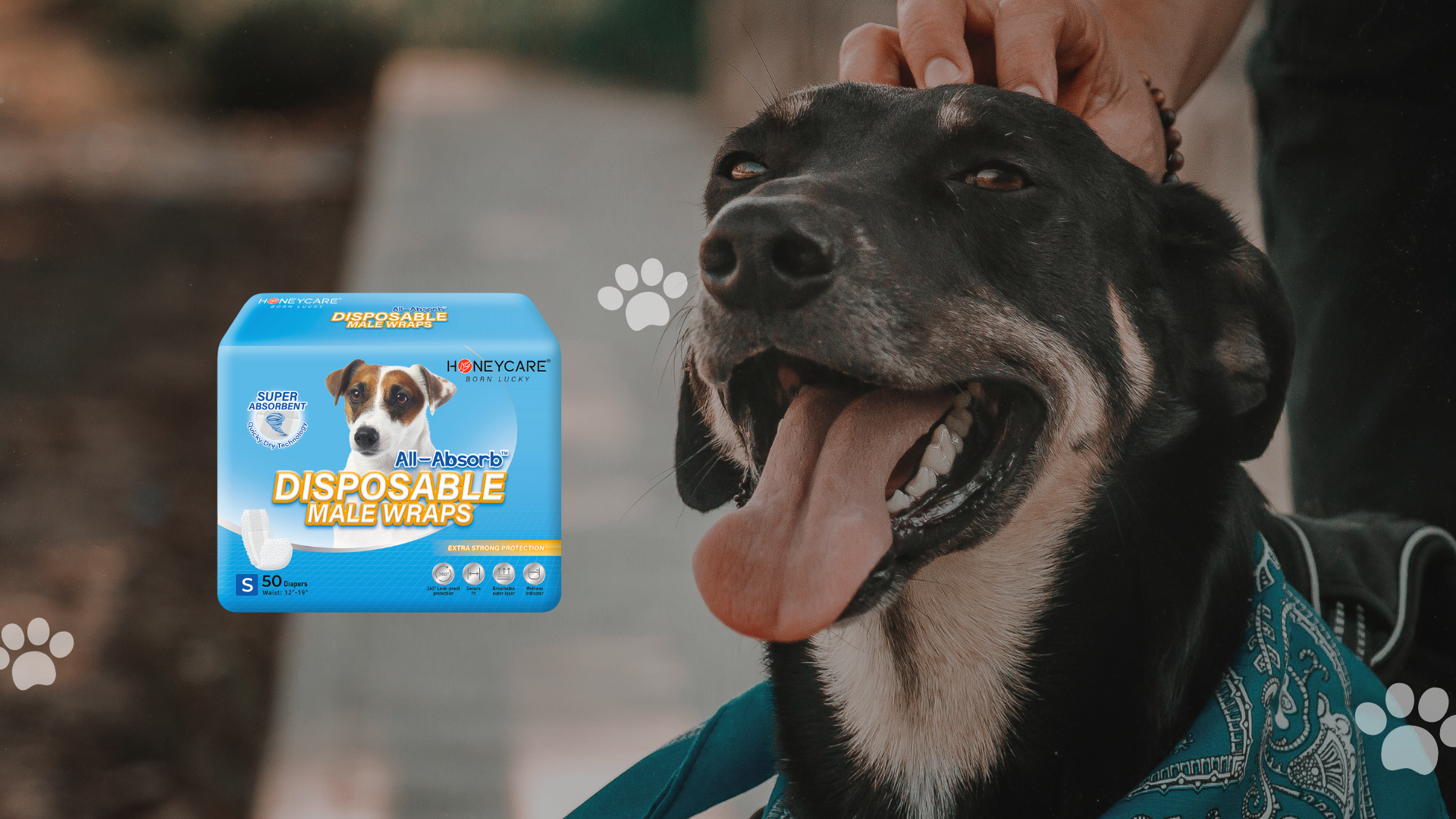 What to Do When Your Dog Pees Everywhere: Causes & Practical Solutions