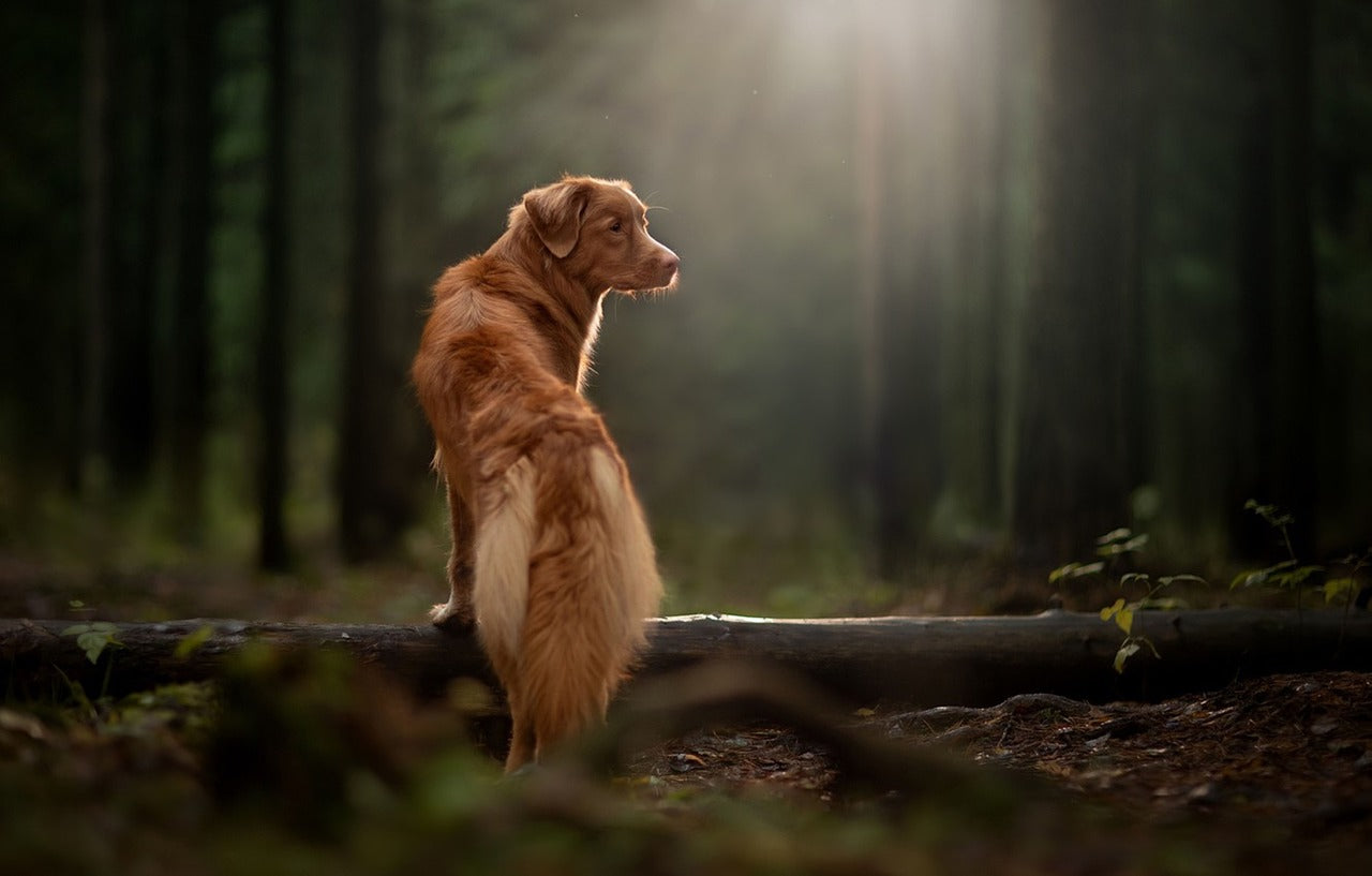 Can Dog Diapers Prevent Mating? Practical Tips for Female Dogs in Heat