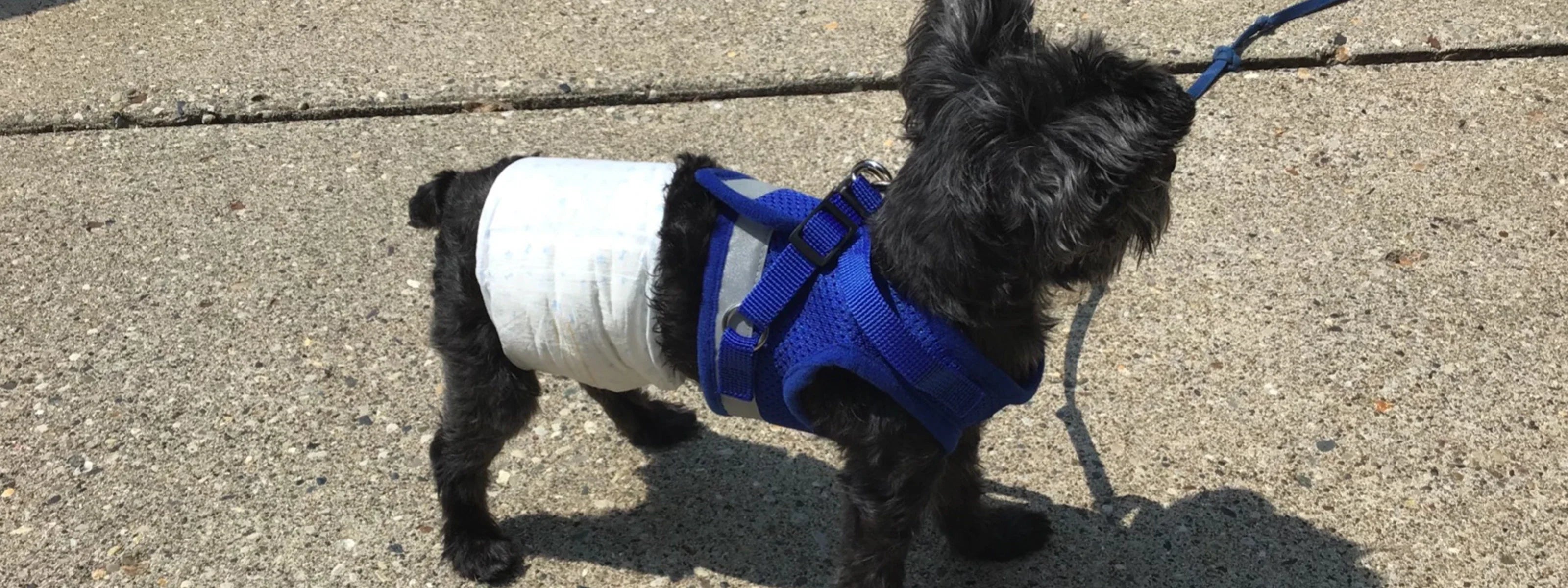 Traveling or Visiting with a Male Dog? Why Wraps Are a Game Changer